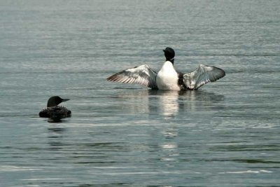Loon
