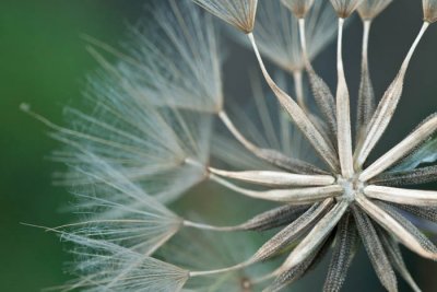 Goat's beard