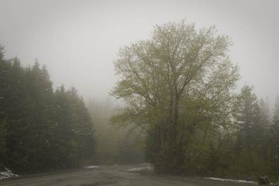 Snowing in Glacier