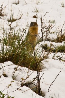Ground squirrel
