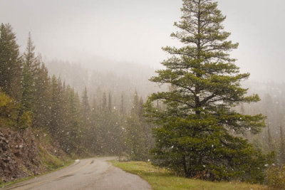Snowing in Glacier