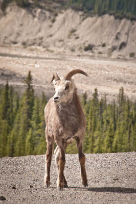 Animals along the way.