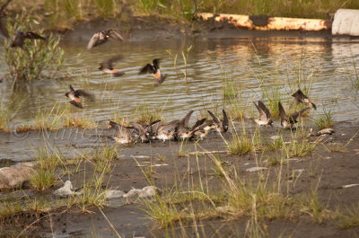 Swallows gathering mud for nests - Pelly's Crossing