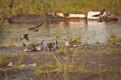 Swallows gathering mud for nests - Pelly's Crossing