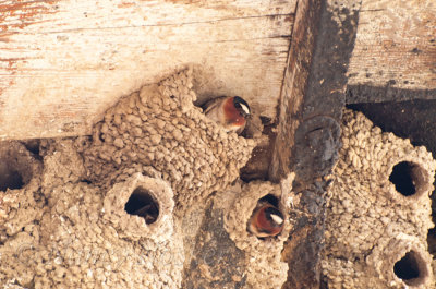 Swallow nests in the dredge