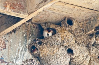 Swallow nests in the dredge