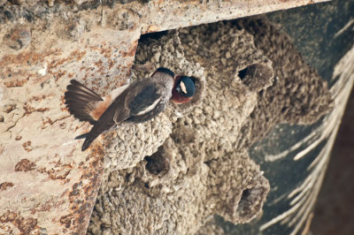 Swallow nests in the dredge