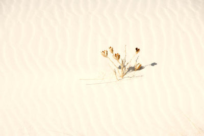 White Sands NM  4