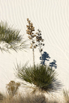 White Sands NM  8