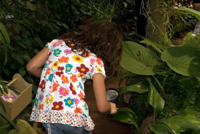 Tucson Botanical Gardens  Butterfly Exhibit