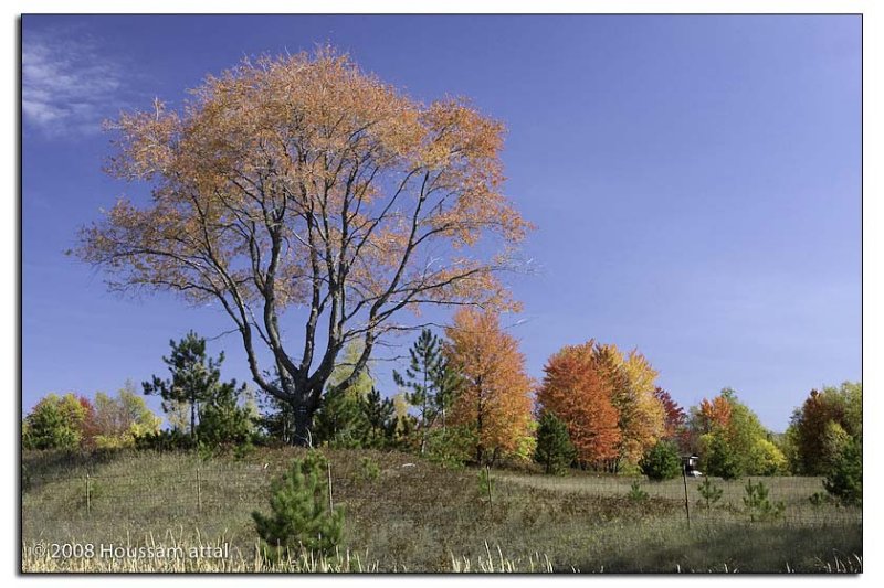 Mother tree
