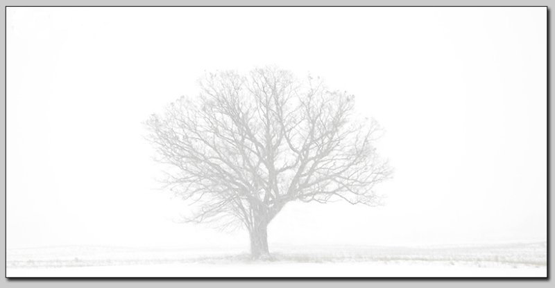 Start with a tree...