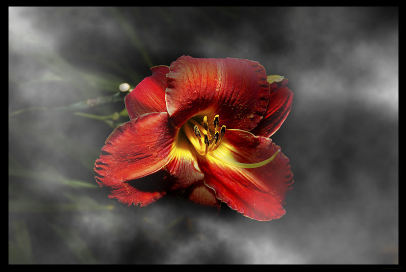 Hibiscus in the Mist