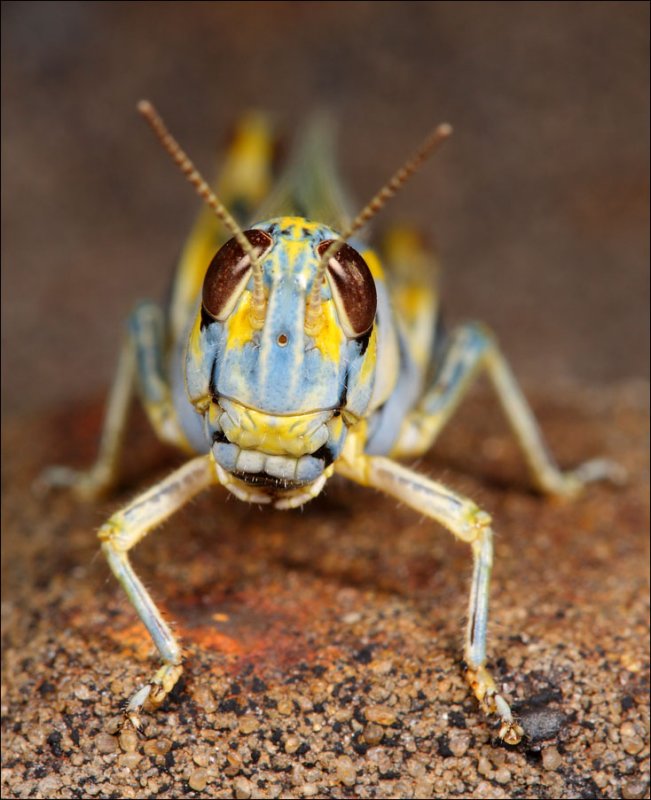 9th Place (tie)<br>Hopper<br>by Jim H.