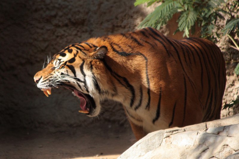 Open Wide!