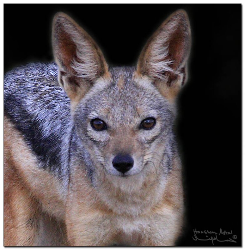Black backed jakal