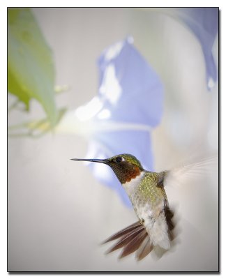 9th Place (tied)Just another hummingbirdby Sam Attal