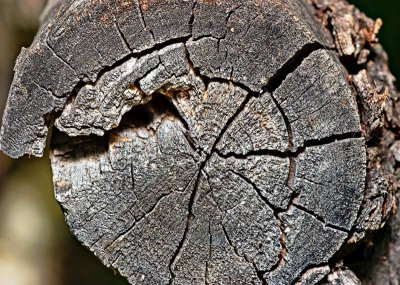 Wood