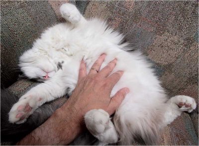 Belly Rub