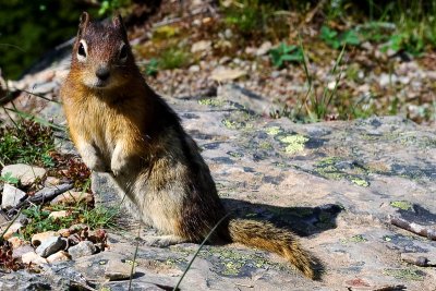 Support Local Wildlife