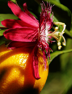 Passion Flower/Mandarin