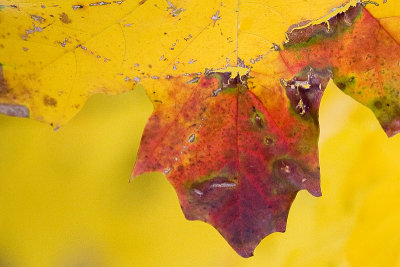 Shades of yellow