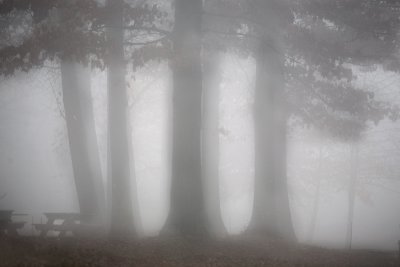6th Place - Fog of Trees - by RK