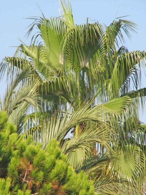 Nerja Palm