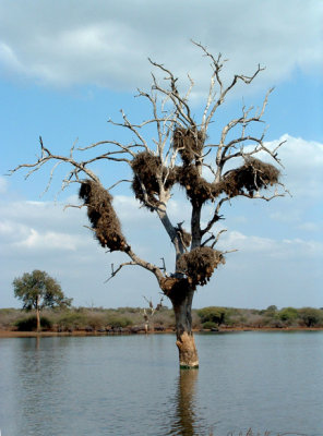 Tree at Water Hole in Kruger Park