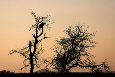 Vulture in dead tree