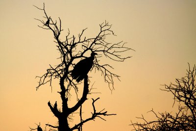 Vulture in dead tree two