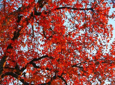 My Tree: In The Glory of Its Autumn