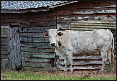 Cow