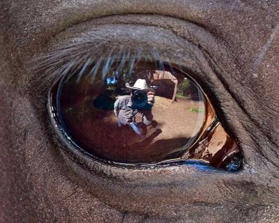 Horse Eye View