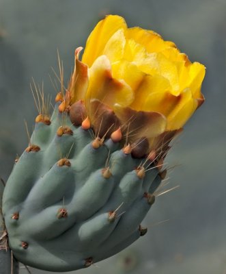 Prickly Yellow