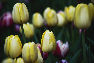 Yellow Tulips