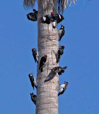 Acorn Woodpecker Convention