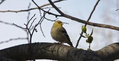 Finch