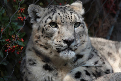 Snow Leopard