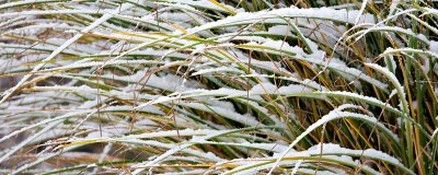 Snow on Grass