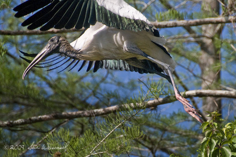 Wood Stork Taking Wing