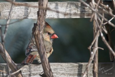 Sittin' Pretty On The Grape Arbor