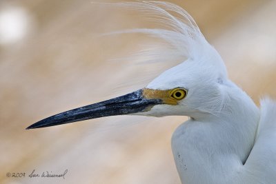 Snowy Egret...Windblown