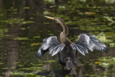 Female Anhinga