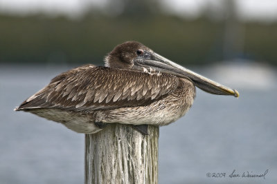 Brown Pelican...Just Sittin'