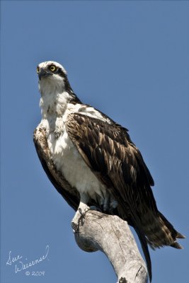 Osprey