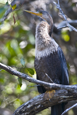 Anhinga