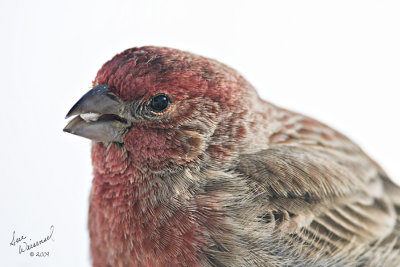 House Finch