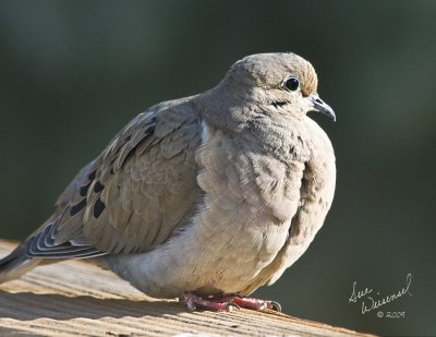 Mourning Dove