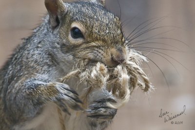 Twine Thief!